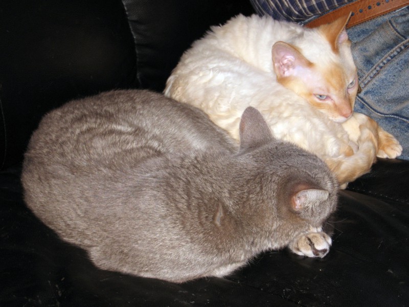just another kitten for Evvy!