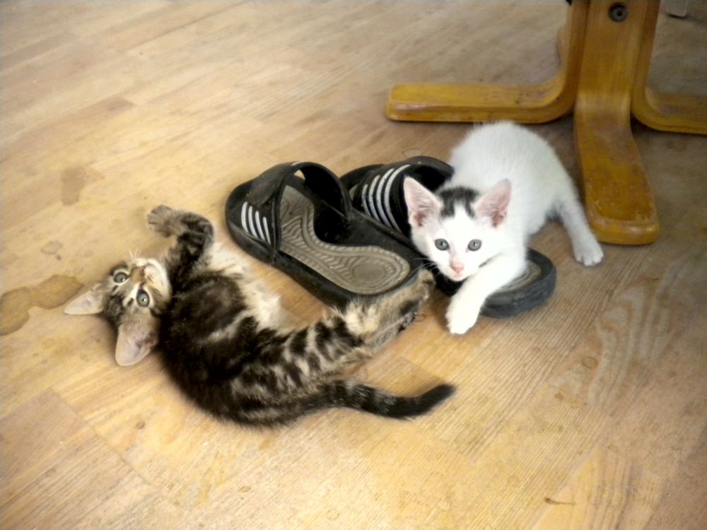 Ronja and Rosa playing