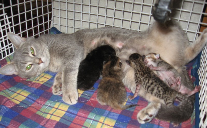The two boys and two girls of our first litter