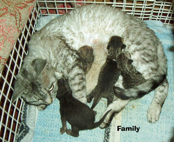 Later, three boys and two girls (second litter) Later, three boys and two girls (second litter