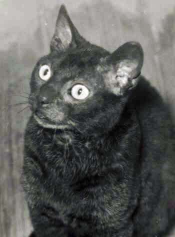 L&auml;mmchen
