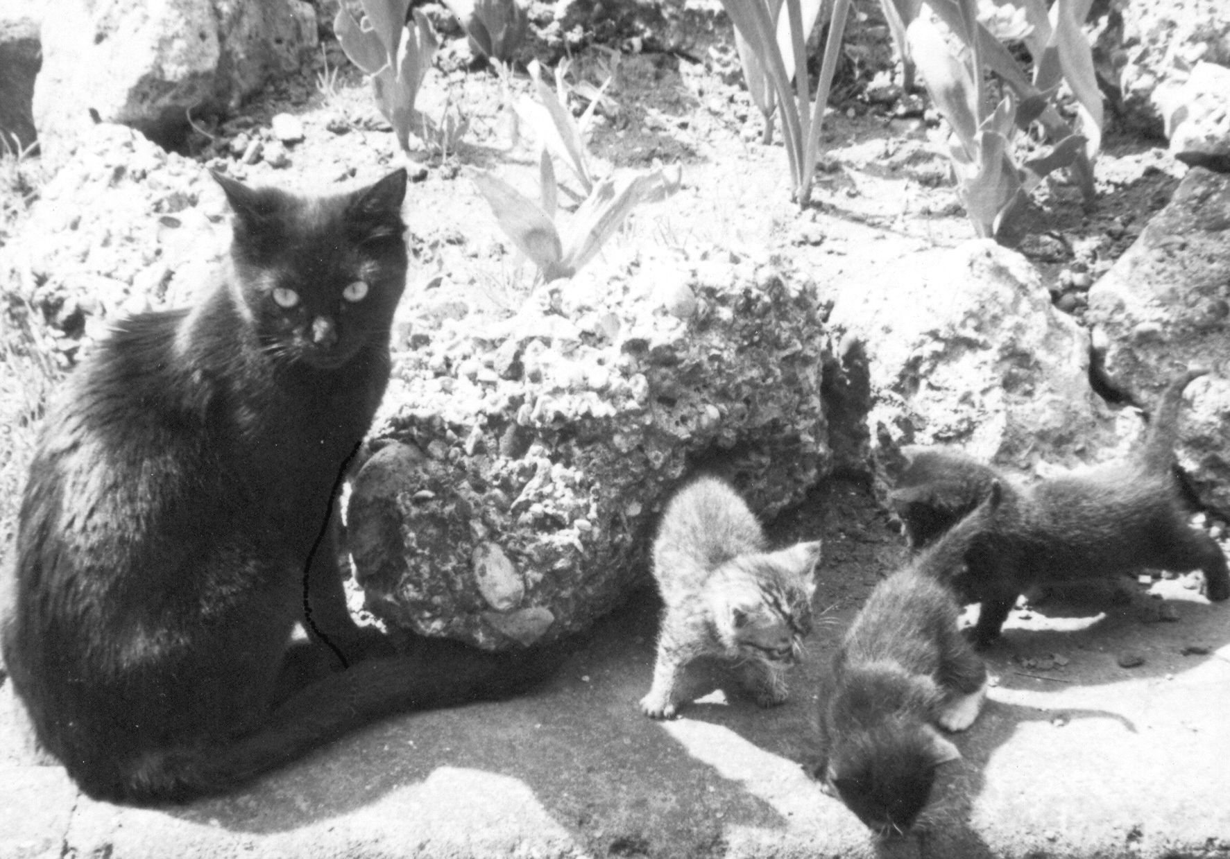 kitten sitting