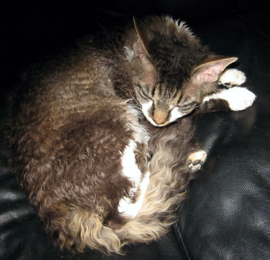 DK Snugglebugs My Boy Rowan